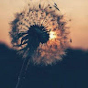 Meet your Posher, Addie